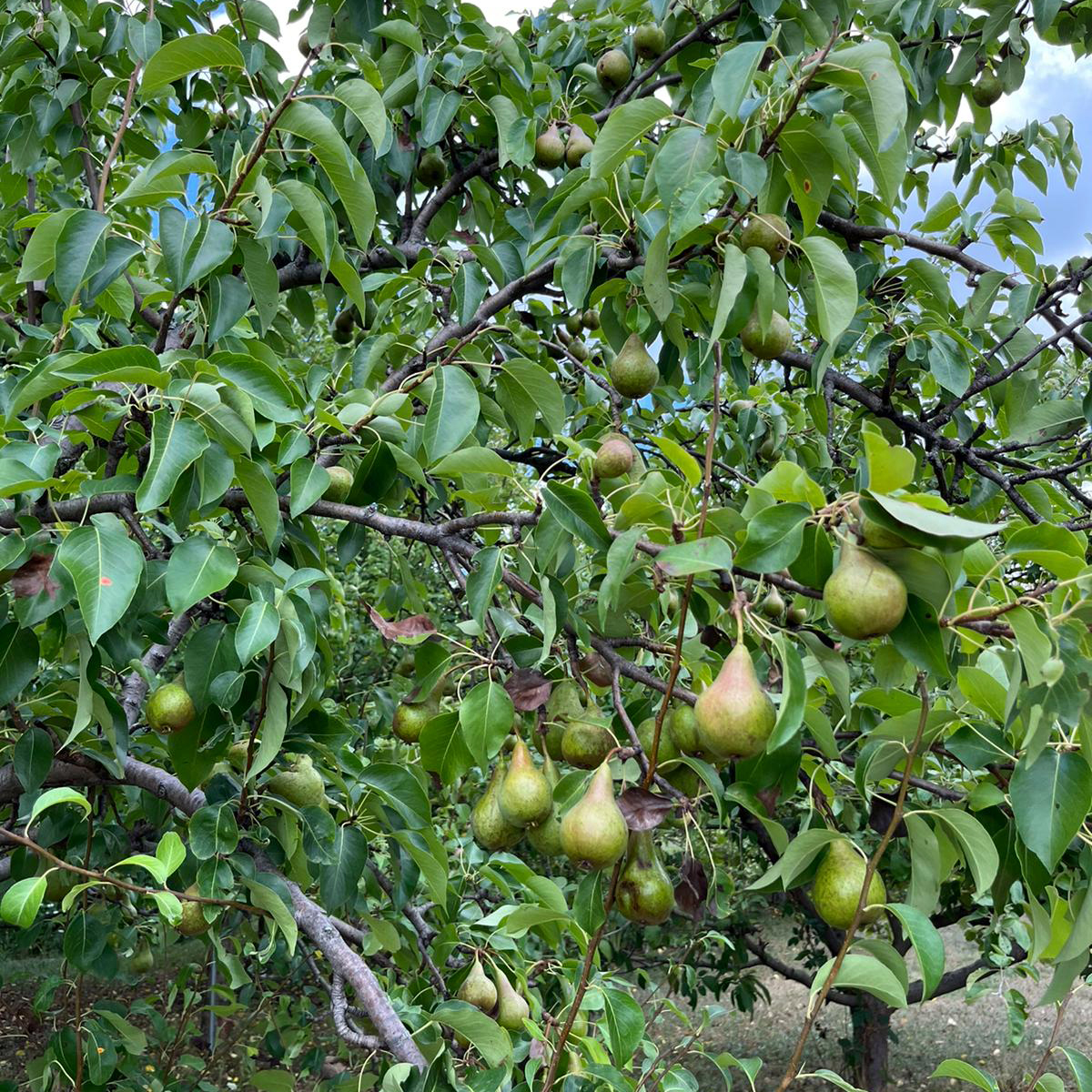 Pears growing on the tree