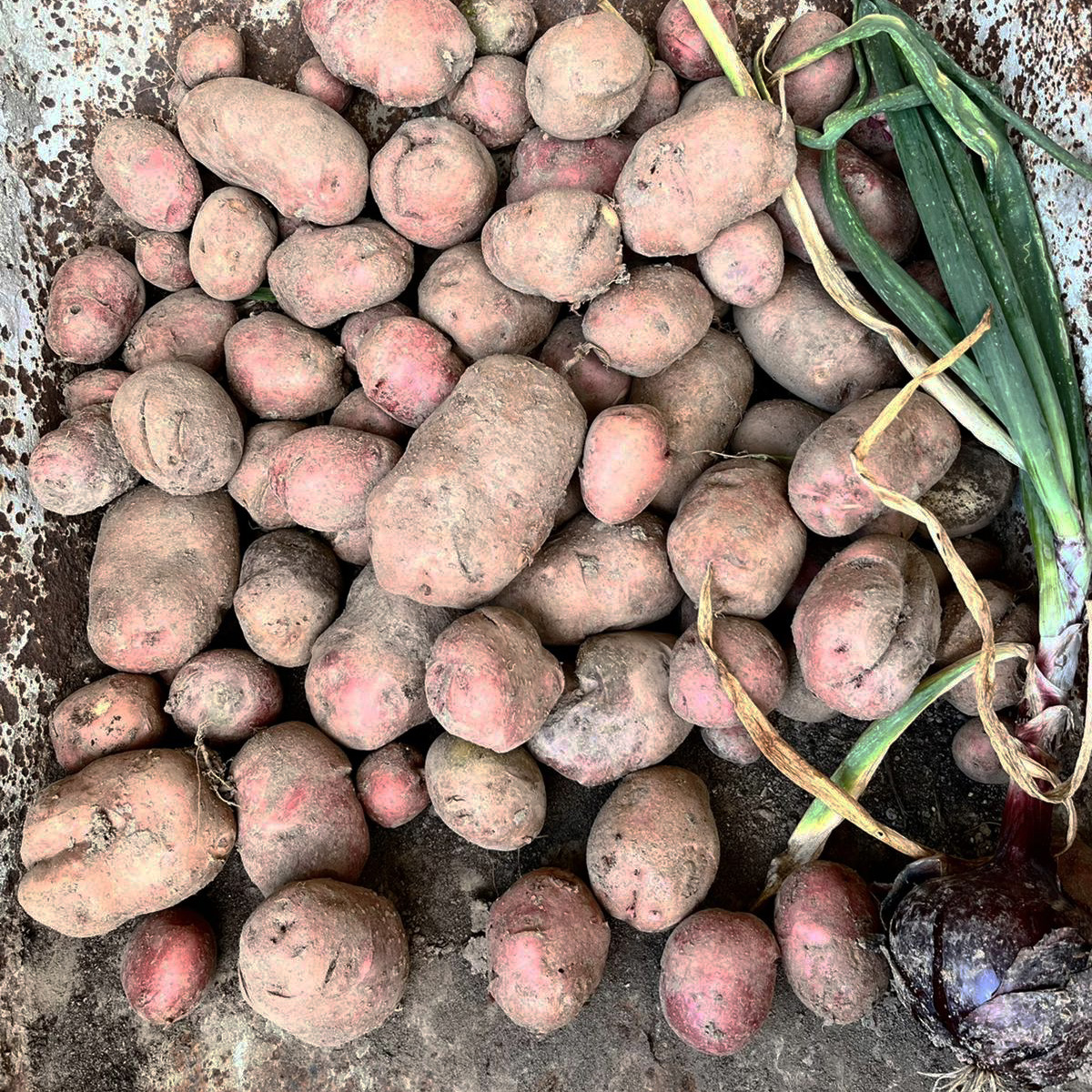Freshly harvested potatoes and red onion