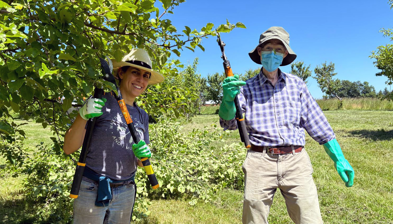 Volunteers with prining shears in the orchard