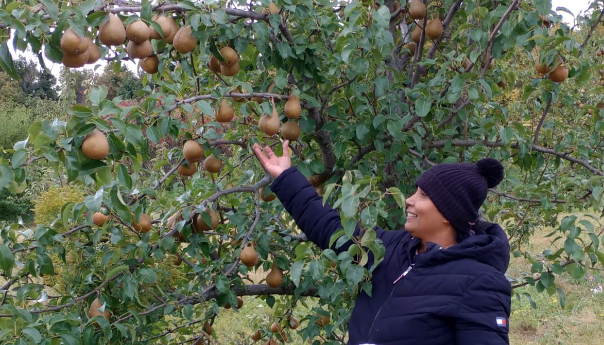 Volunteer picking Bosc pears