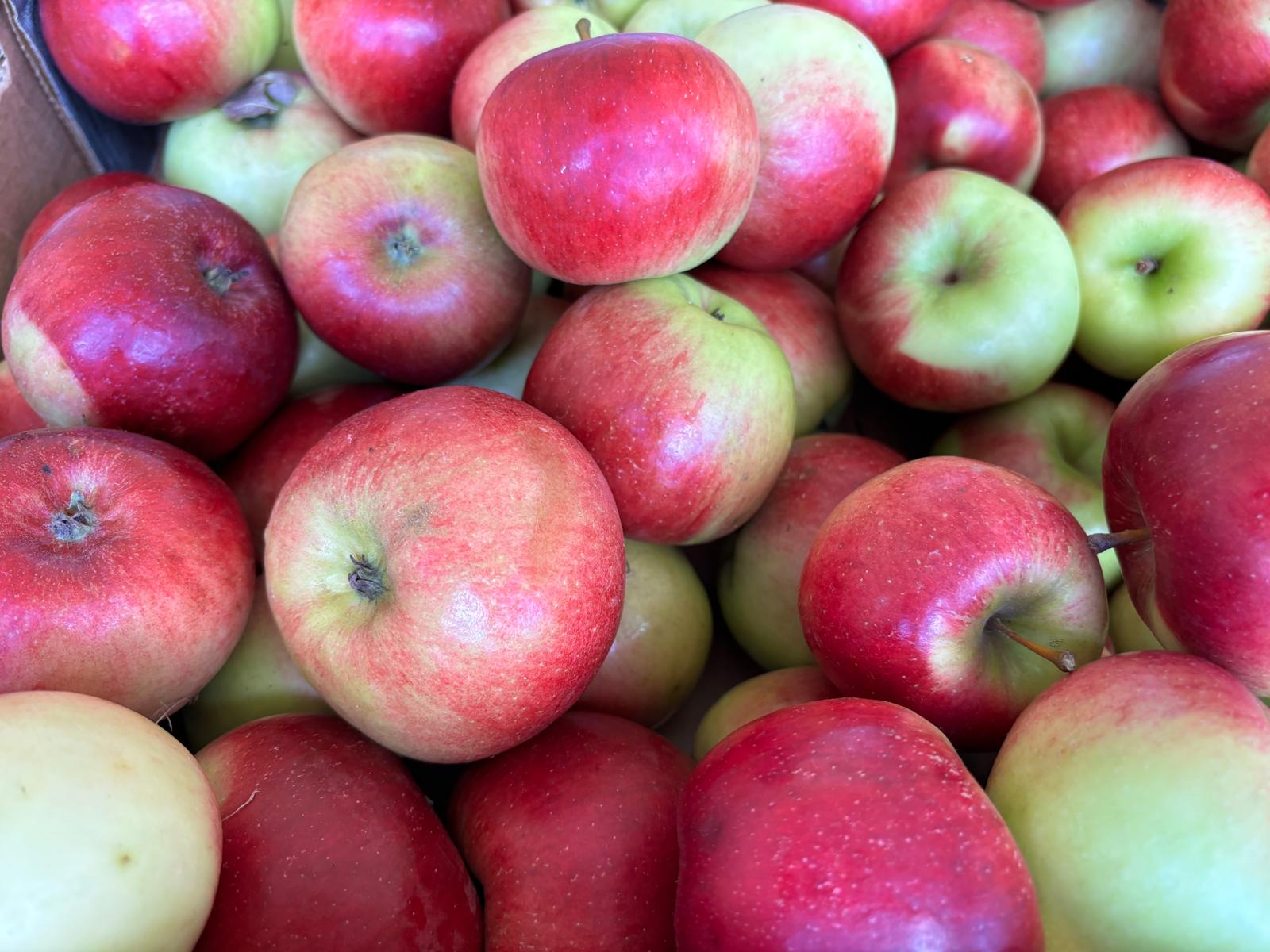 Prima apples from Amma Canada orchard