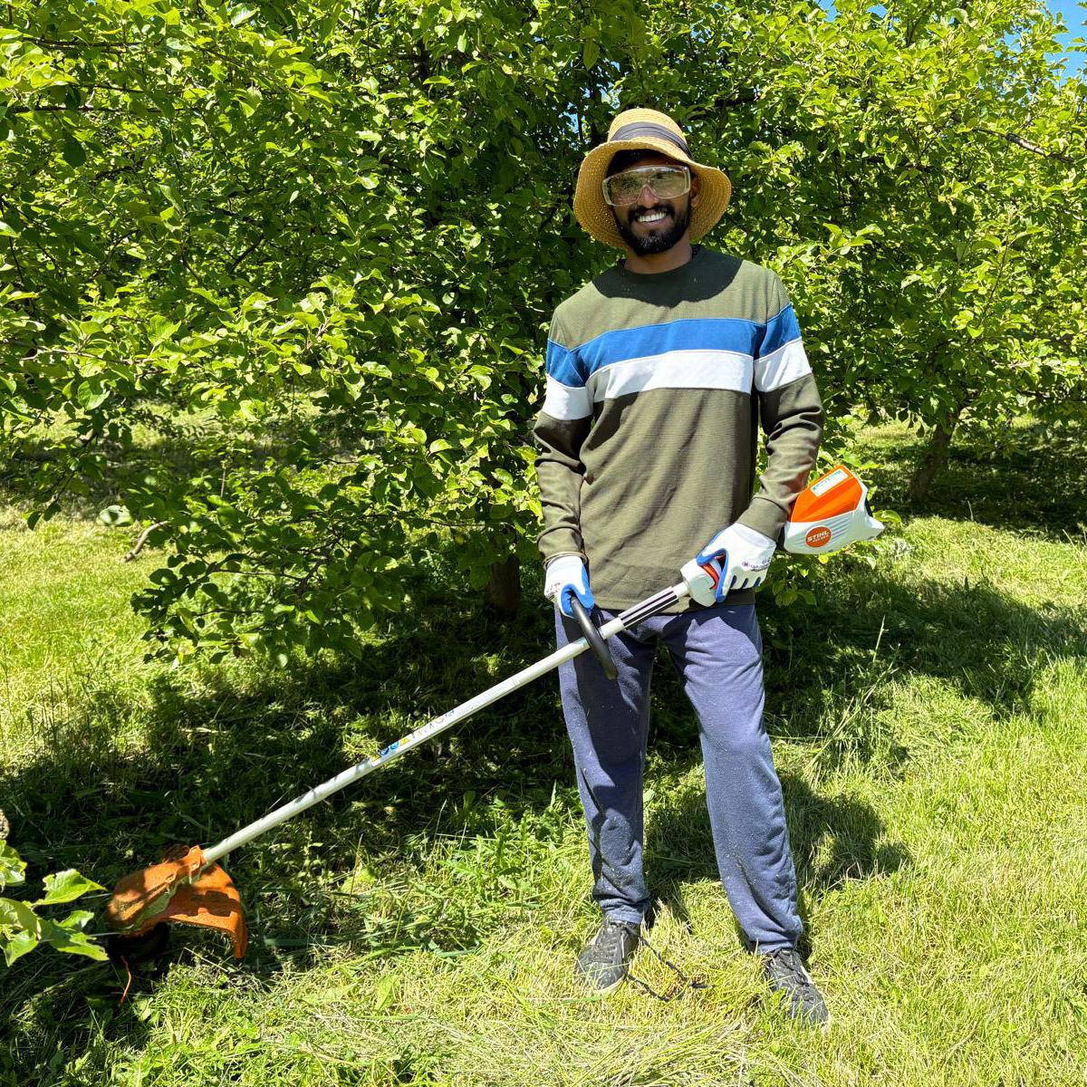 Volunteer with weed whacker in the orchard